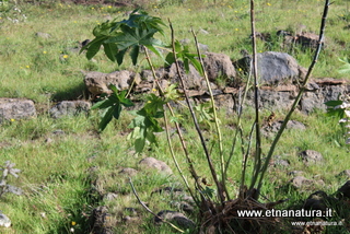 rme santa Venera04-12-2022 11-14-08